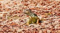 „Grüne Leguane“ - Entgegen ihrem Namen haben sie teilweise aber auch rot-orange Färbung