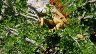 „Grüne Leguane“ - Entgegen ihrem Namen haben sie teilweise aber auch rot-orange Färbung