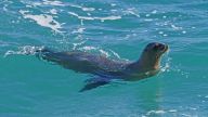 Kalifornischer Seelöwe – Sein Element ist das Wasser des Pazifiks an den Küsten Kaliforniens und Nordmexikos - Landspitze Punta Santo Domingo, Baja California 