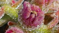Kristall-Mittagsblume – Die Blätter sind dicht mit glasigen Perlen besetzt, die wie Kristalle aussehen … Und die wir zuerst für Tautropfen hielten 