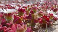 Kristall-Mittagsblume – Während sie in besonders heissen, trockenen und salzigen Gegenden wächst, öffnet sie ihre Blüten doch zur Tagesmitte, solange die Sonne hoch steht 