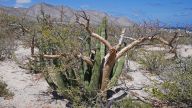 Dieser Orgelpfeifenkaktus verbringt seine ersten Jahre im Schutz und Schatten eines Elefantenbaumes … Später setzt sich der Kaktus durch, der „Ammenbaum“ stirbt ab 