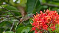 Kolibri, Chiapas