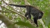 Das bedrohliche Gemisch aus Rufen, Bellen und Geheul gehört zum gewohnten Klang des Regenwaldes - Brüllaffe = Mono Aullador, Chiapas