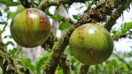 Jícara = Frucht des Kalebassenbaums, aus der Trinkgefässe gefertigt werden