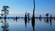 Henderson Swamp, Atchafalaya-Sümpfe, Louisiana