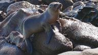 Kalifornischer Seelöwe - Auf den dunklen Felsen über der Gischt haben wir die scheuen Tiere schliesslich entdeckt und unbemerkt beobachten können 