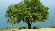 Türkei - Wunschbaum mit Tuchbändern am Marmarameer