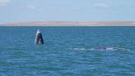 Grauwale ziehen jeden Herbst aus den Gewässern um Alaska in die Pazifik-Lagunen der Baja California und im Frühjahr wieder zurück nach Norden 