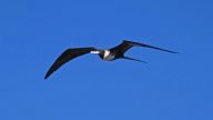 Prachtfregattvogel – Der „Räuber“ unter den hiesigen Seevögeln, Bahia Cerralvo im südlichen Golf von Kalifornien  