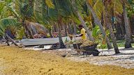 Sargassum-Braunalgen belasten die karibische Küste