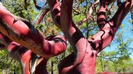 Madroño, Sierra Tarahumara – Eine endemische Art der Erdbeerbäume mit glatter, auffallend rot gefärbter Rinde. Man findet sie in Kiefernwäldern auf felsigen Hängen.
