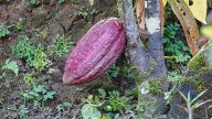 Anspruchsvolle Pflanze mit kostbarer Frucht - Kakao im Unterholz tropischer Regenwälder