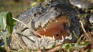 Schneller Jäger - Beulenkrokodil (Crocodylus Moreletii)