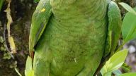 Papagei zwischen Maya-Ruinen - Rotstinamazone (Amazona autumnalis)